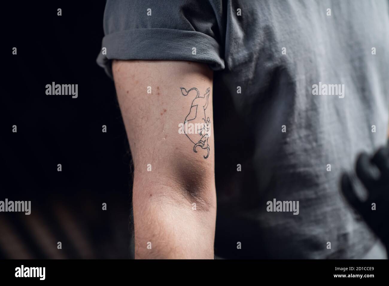 Skizze eines Stier-Tattoos, das in einem grauen T-Shirt auf den Bizeps  eines Männerarms übertragen wurde. Vorbereitung für den Tätowierungsprozess  Stockfotografie - Alamy