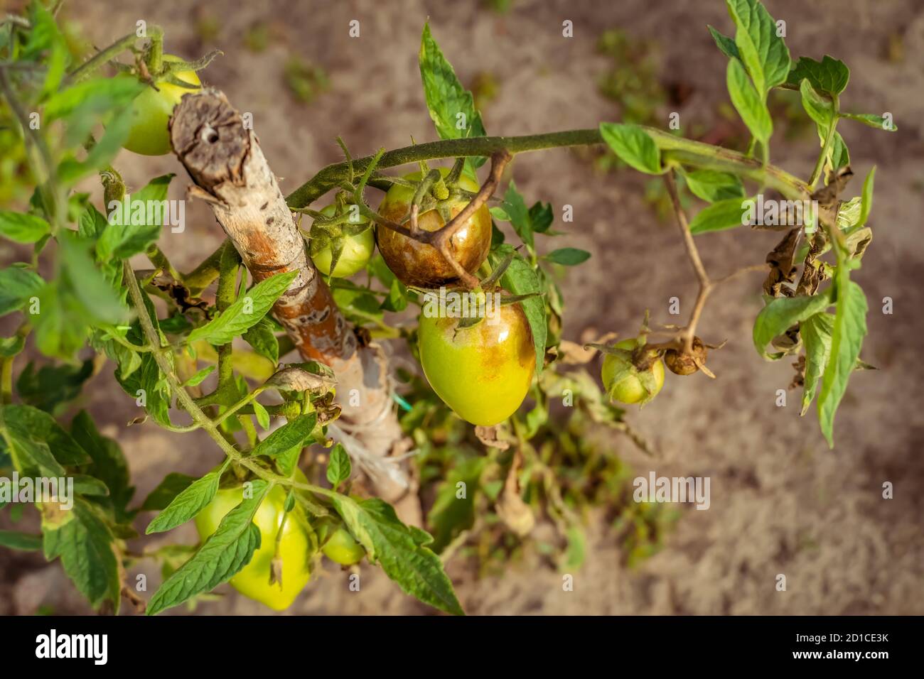 Tomaten von Phytophthora betroffen, Phytophthora infestans im Garten