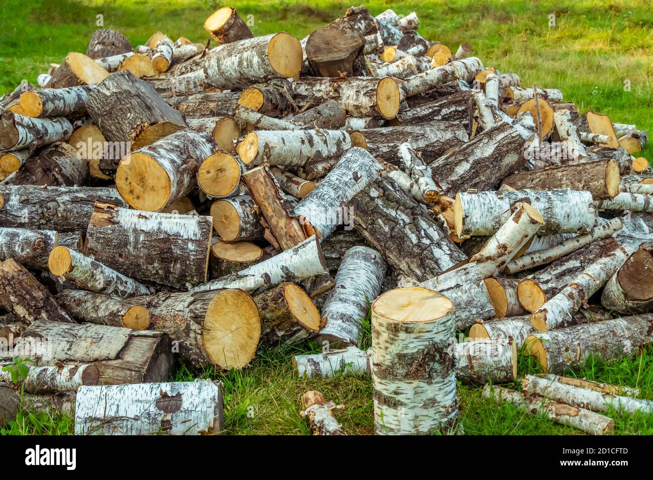 Großer Haufen Birkenholz aus nächster Nähe. Baum wird in Baumstämme geschnitten, das Haus oder Badehaus wird mit Birkenholz beheizt. Birkenholz ist der beste Brennstoff für den Ofen Stockfoto