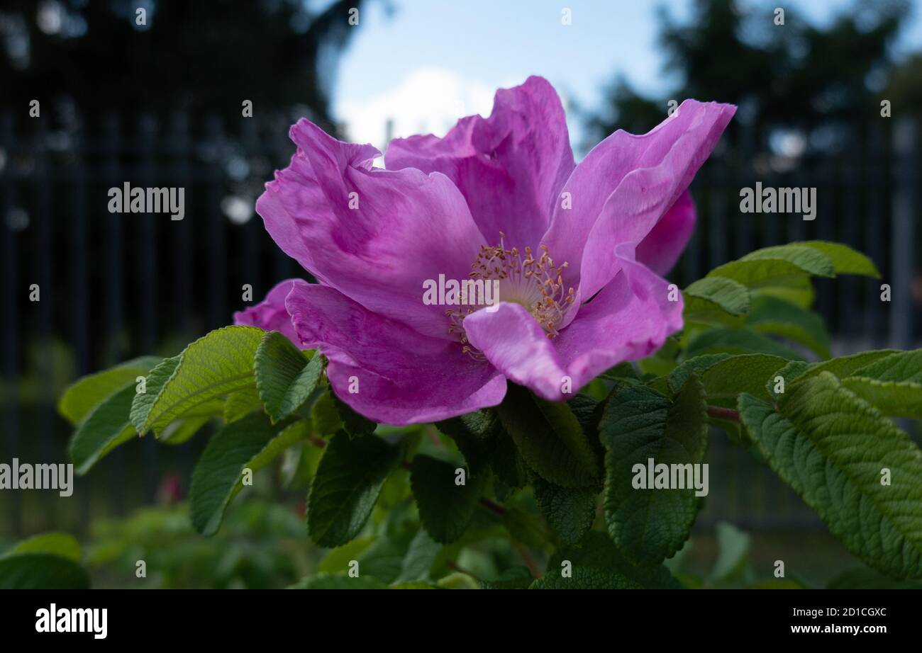 Strandrose Rosa Rugosa Nahaufnahmen Stockfoto