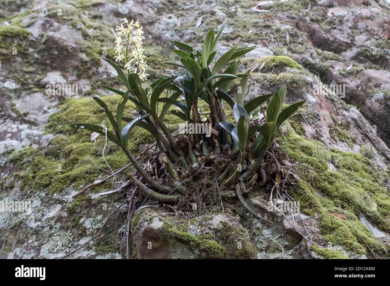 Australian Rock Orchid wächst auf einem Moos bedeckten Sandsteinfelsen Im Regenwald Stockfoto