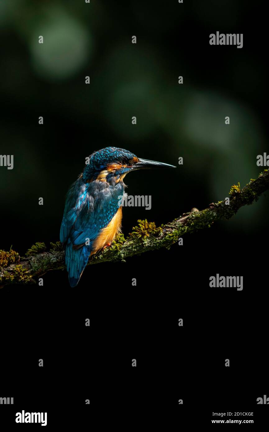 Gewöhnlicher Eisvogel - Alcedo Atthis Stockfoto