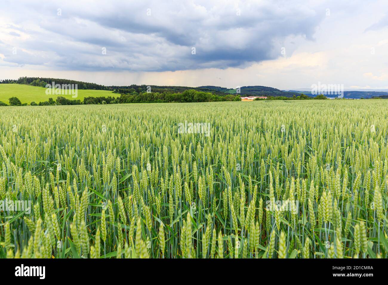 Die Ernte ist nahe, ein Sturm mit heftigem Regen kommt auf, Thüringen, Germay Stockfoto