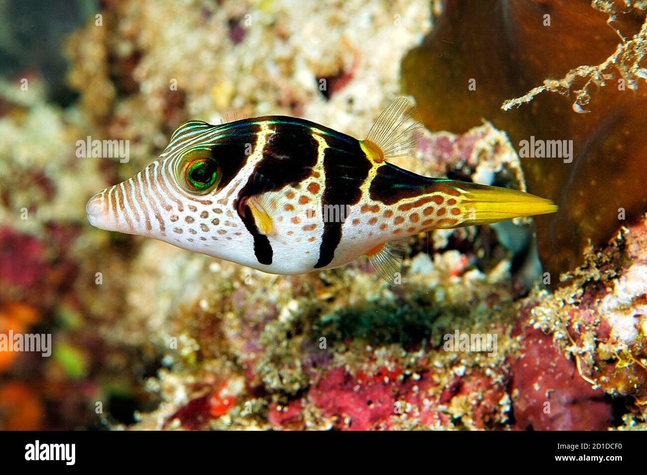Schwarzgesattelte Toby, 'Canthigaster valentini', Ras um Sid, Sharm el Sheikh, Sinai-Halbinsel, Ägypten, Rotes Meer Stockfoto