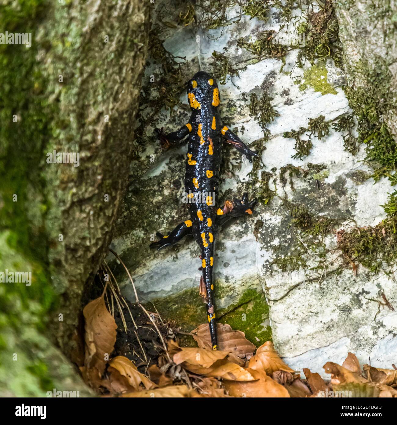 48+ Feuersalamander Im Teich, Meine babies sitzen wieder im hof.