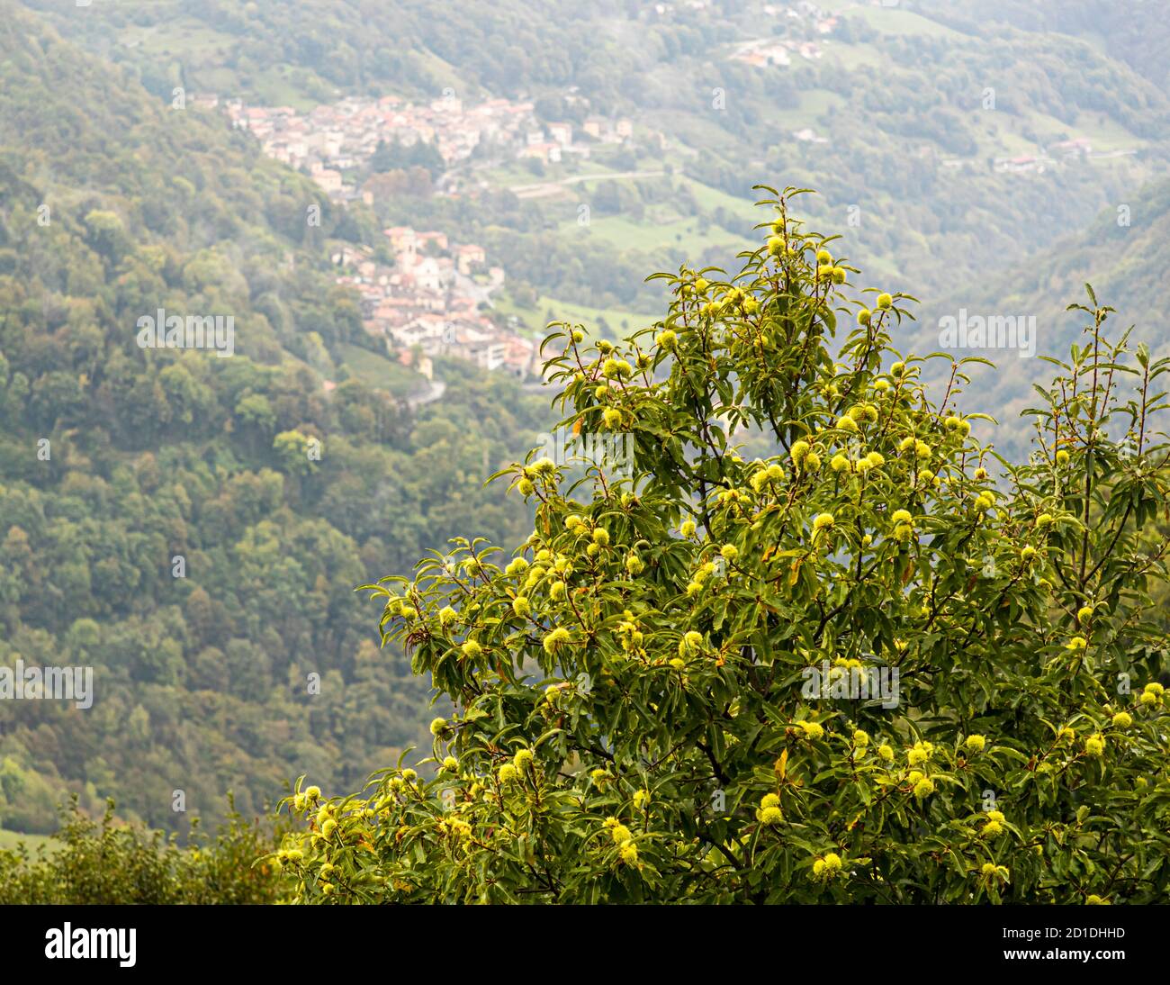 Kastanienbäume im Valle di Muggio. Noch heute wird ein jährliches Kastanienfest gefeiert. In der Vergangenheit waren Kastanien ein Grundnahrungsmittel der armen Landbevölkerung. Impressionen im Tessin Muggiotal, Breggia, Schweiz Stockfoto