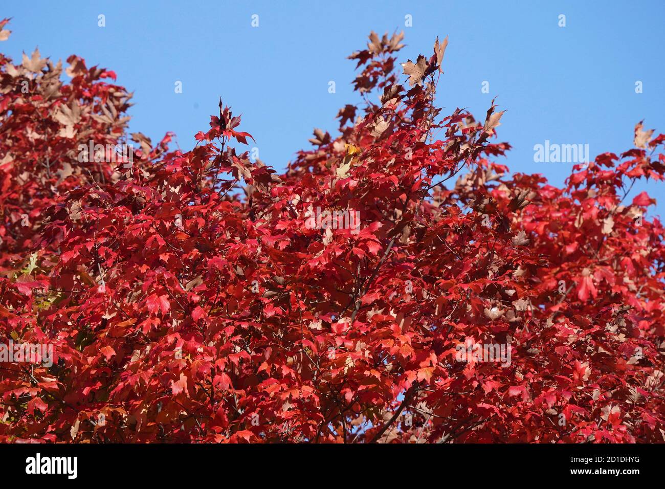 Herbstszenien Stockfoto