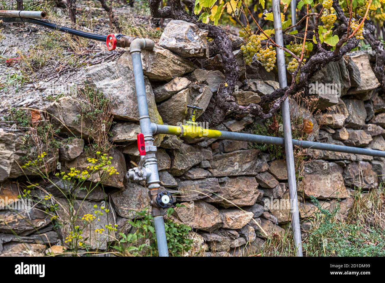 Visperterminens höchster Weinberg Europas Visp, Schweiz Stockfoto