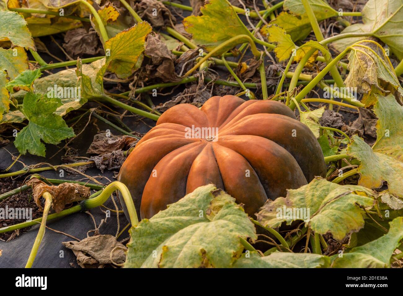 Big orange Kürbis im Garten wächst Stockfoto