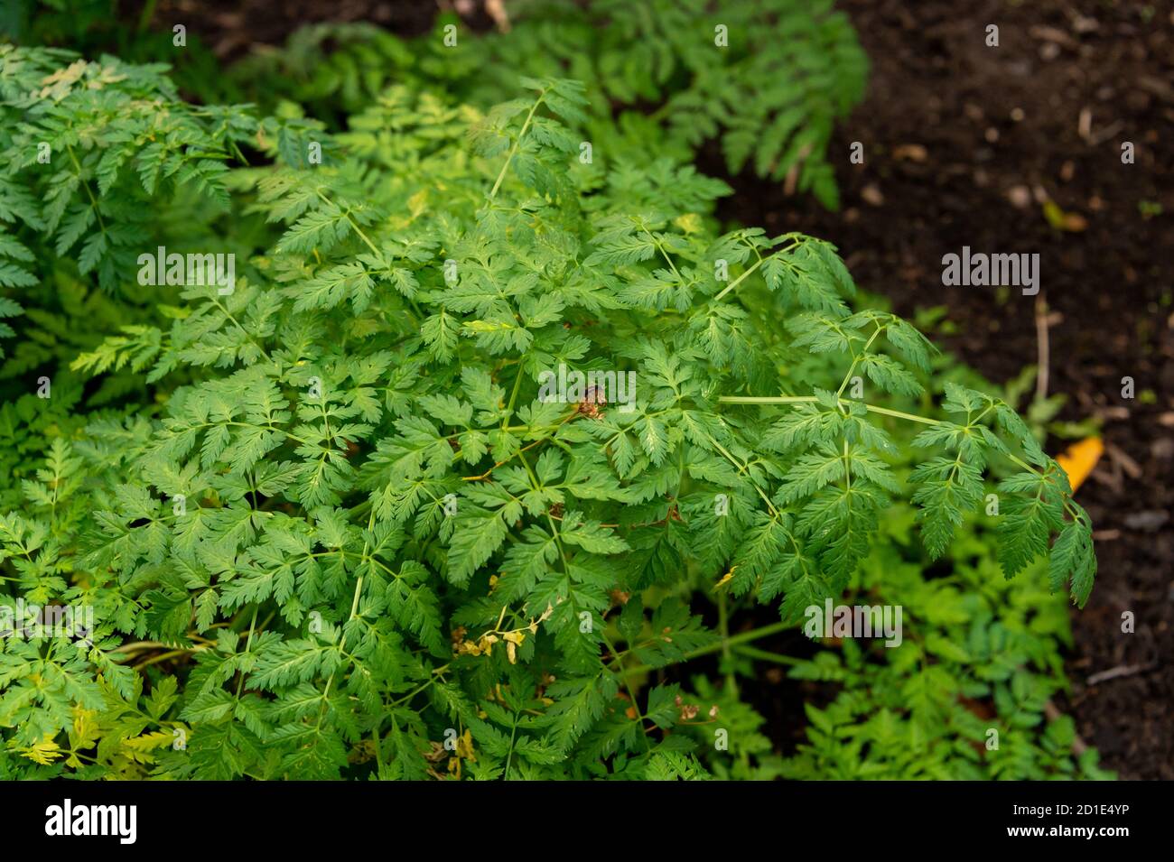 Giftige Hemlockblätter (Conium maculatum) Stockfoto