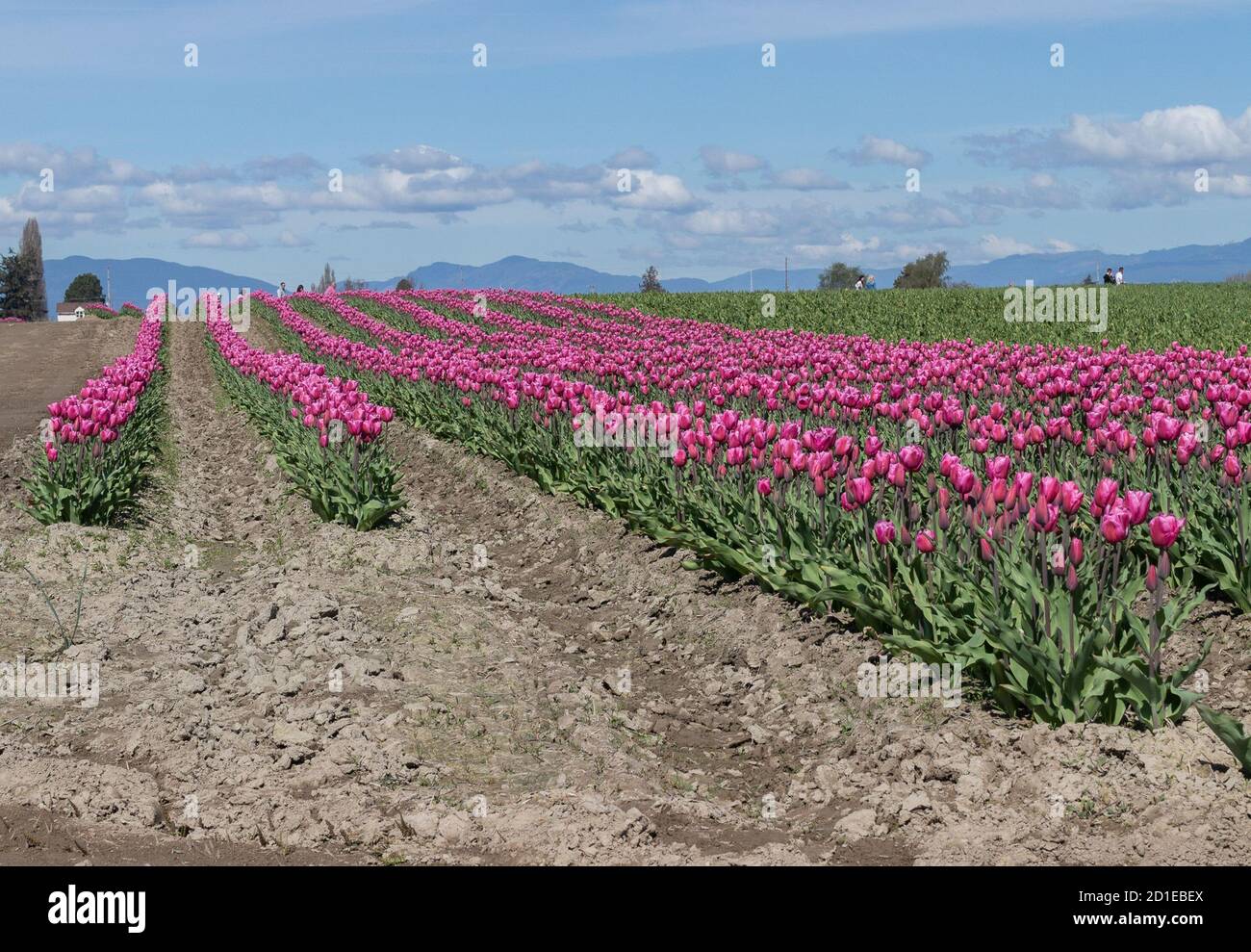 Reihen von rosa Tulpen in Skagit Valley, Washington Stockfoto