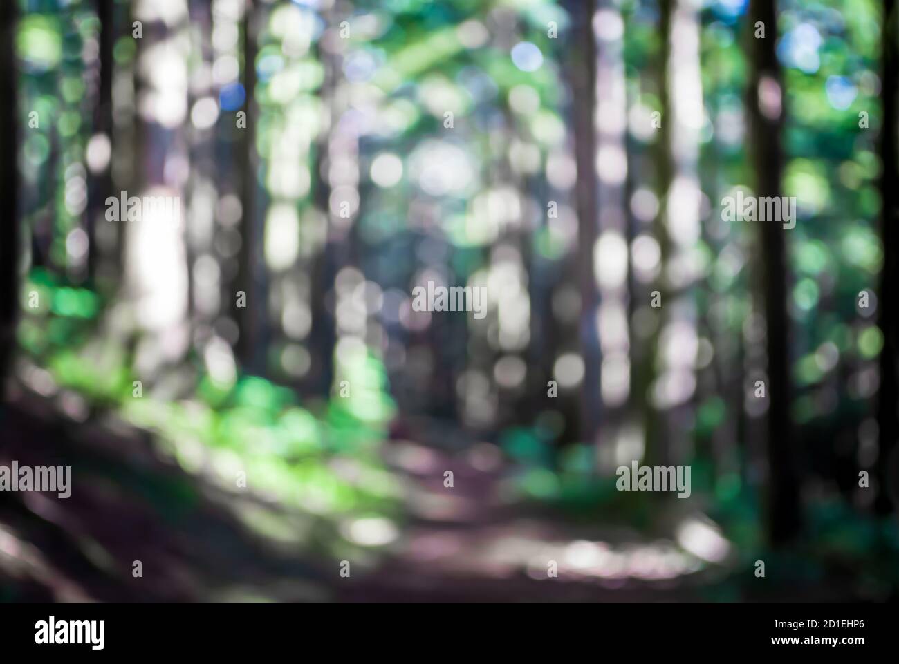Unschärfe- und Unschärfe-Bilder, die von einem Wanderweg im Wald aufgenommen wurden. Wunderschöne üppige Grünpflanzen, verschwommene hohe Bäume, Blautöne vom Himmel. Stockfoto