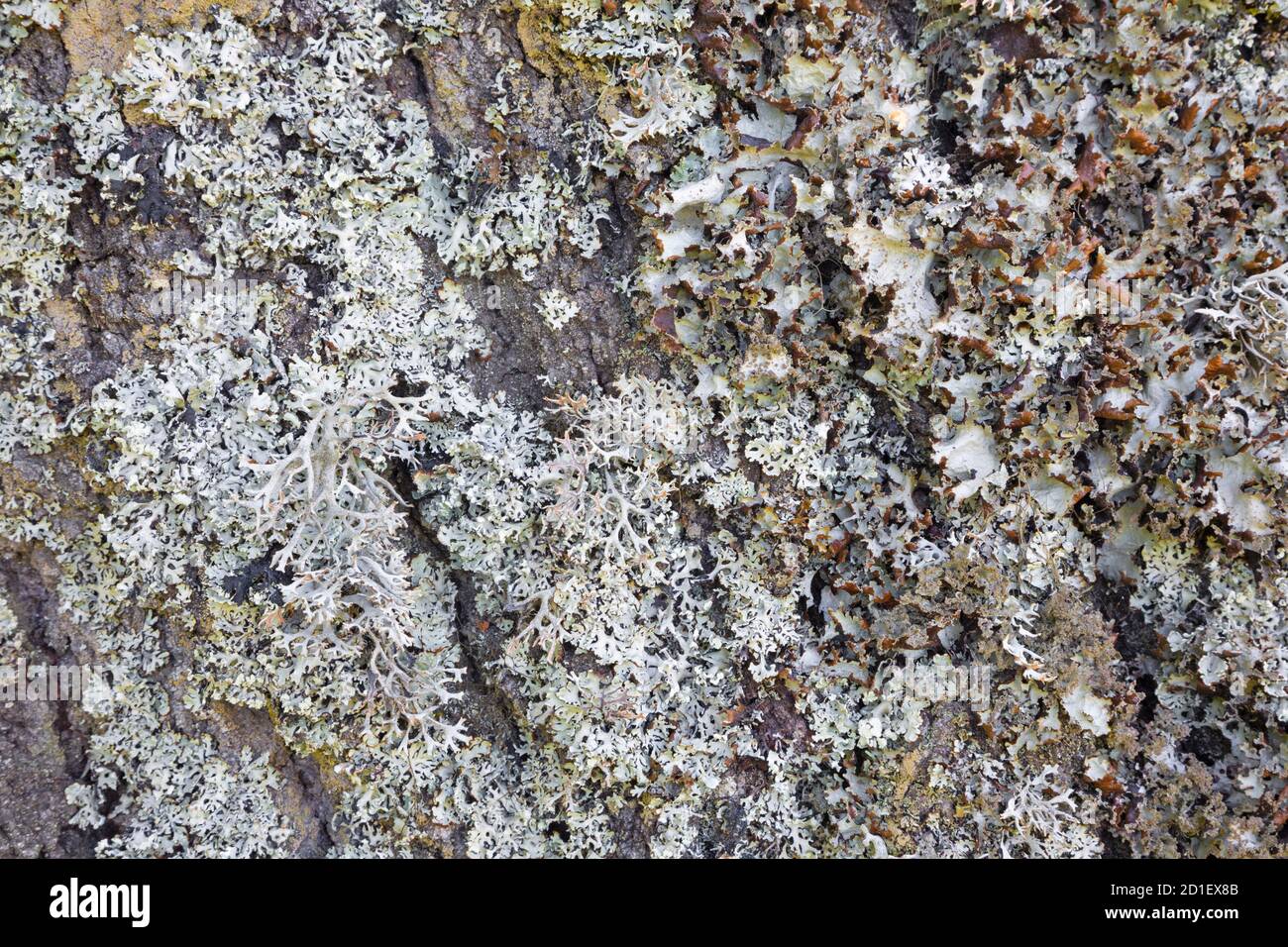 Die alte Flechte auf dem alten Baum. Stockfoto