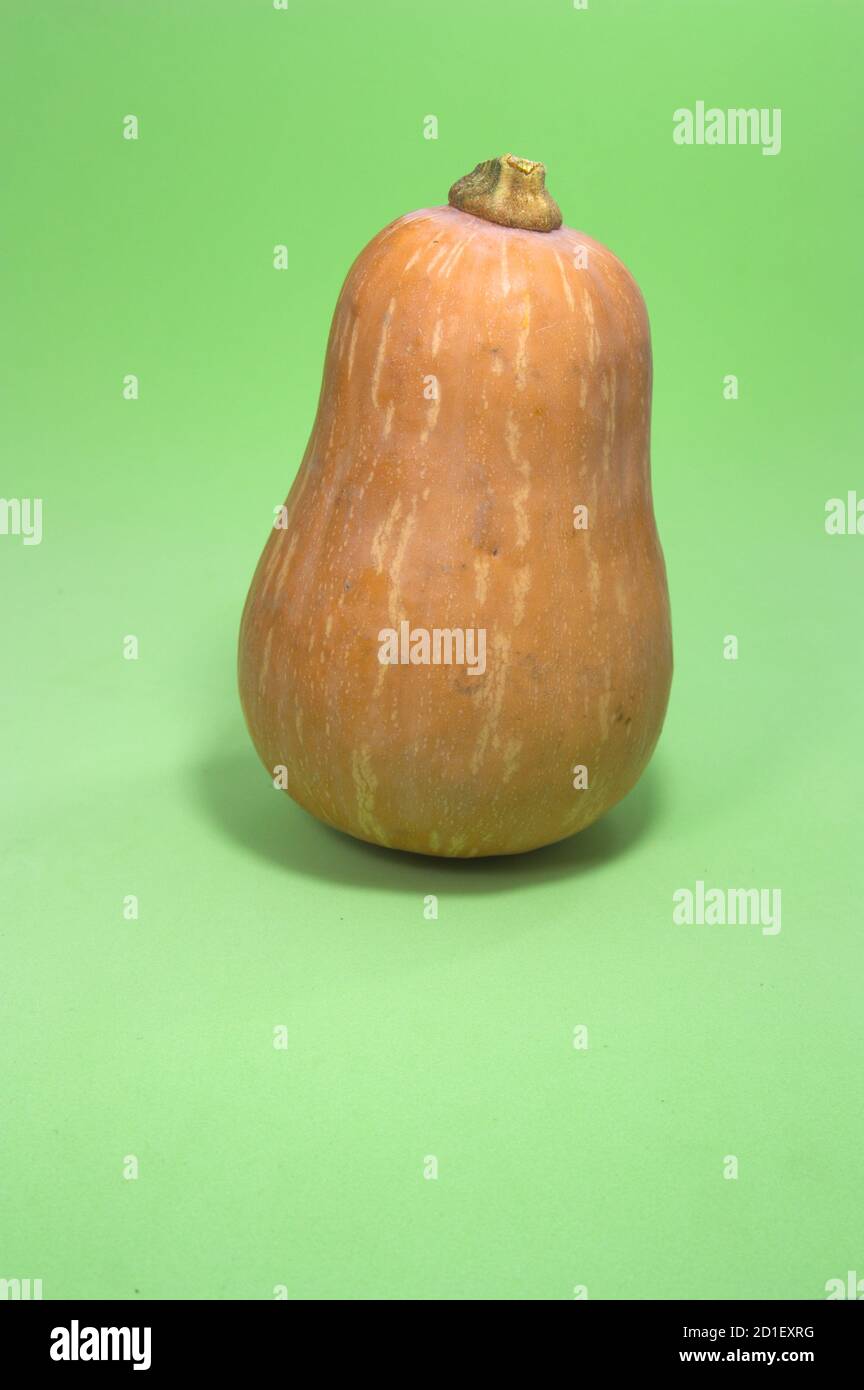 Bild eines ganzen Erdnussquetschs isoliert auf grünem Hintergrund im Studio. Butternut Kürbis Stockfoto