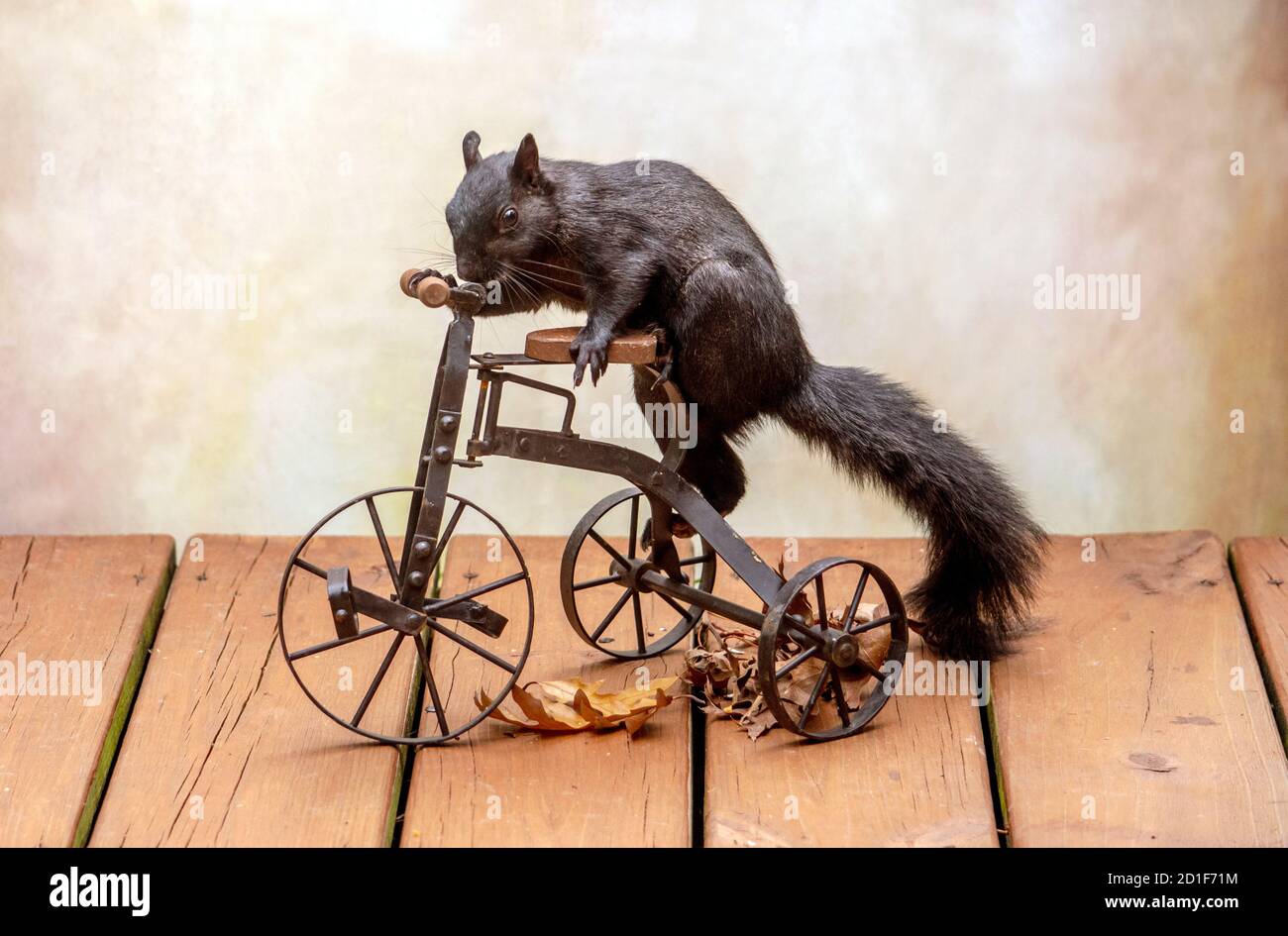 Ein lustiges, entzückendes schwarzes Eichhörnchen hüpft auf einem kleinen Metall-Dreirad, als würde er eine Fahrt machen Stockfoto