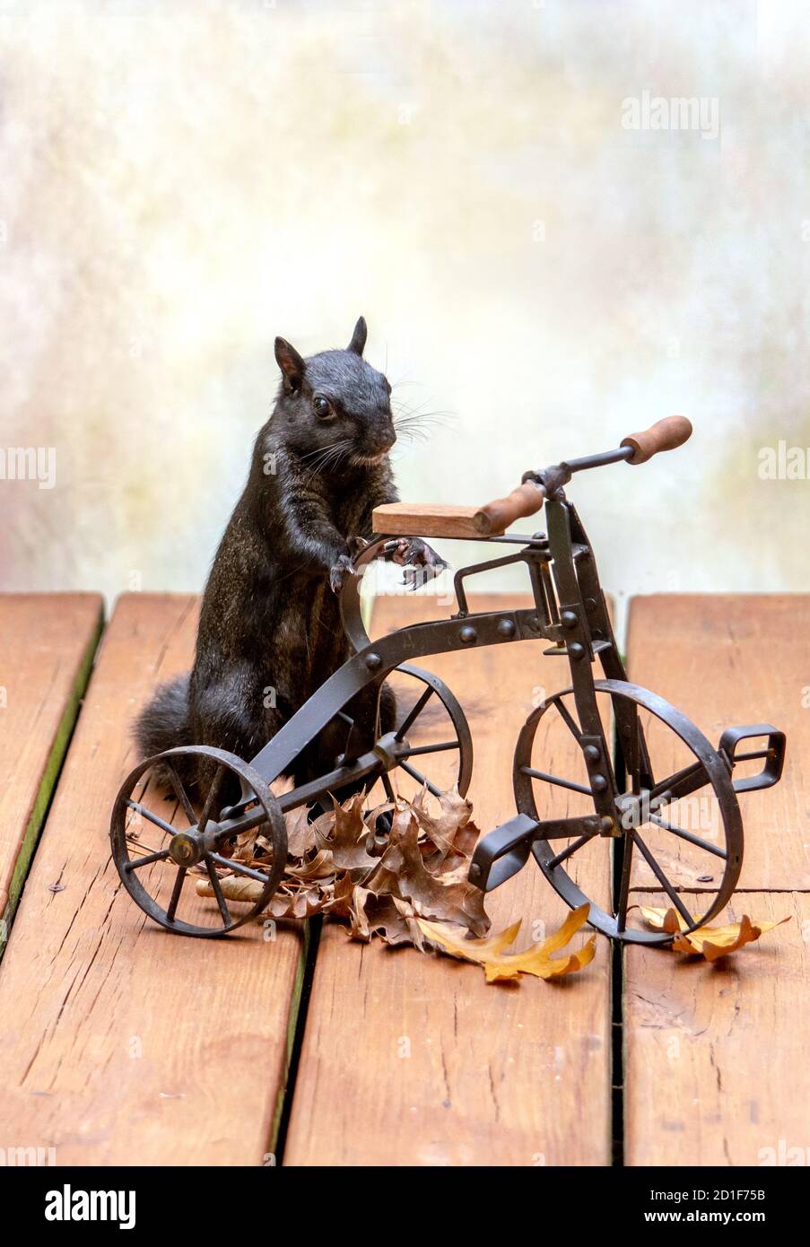 Ein gruseliges schwarzes Eichhörnchen steht mit einem winzigen Metall-Dreirad, das aussieht, als wolle er eine Fahrt machen Stockfoto