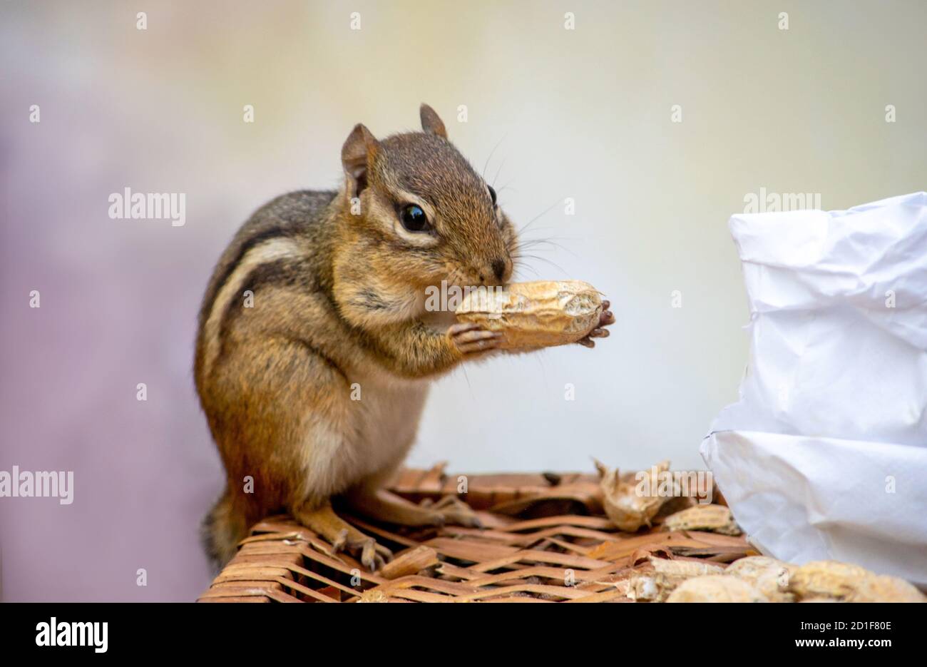 Ein lächelnder Chipmunk hält eine große Erdnuss noch in der Schale zwischen zwei pelzigen Pfoten Stockfoto