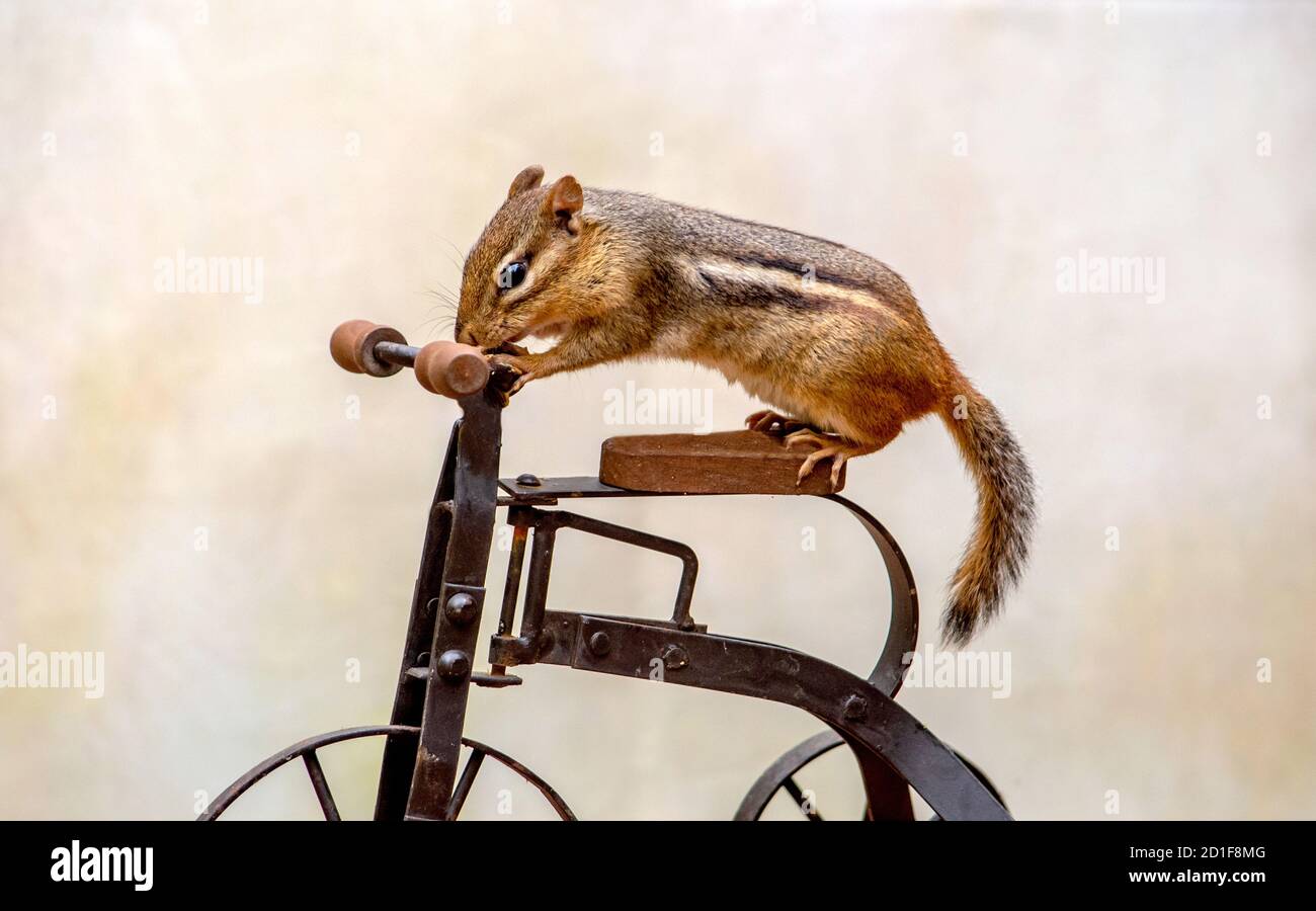 Dieser kleine Chipmunk sieht bereit für eine Freude Fahrt auf Ein winziges Metallrad Stockfoto