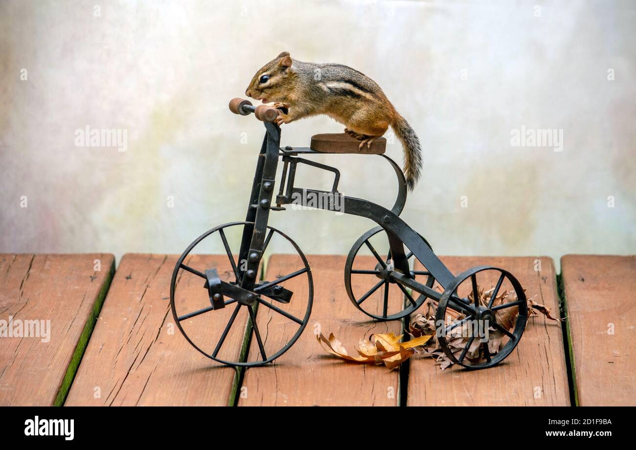 Diese Freude Reiten Chipmunk scheint auf einem zu gehen Lustige Dreiradfahrt Stockfoto