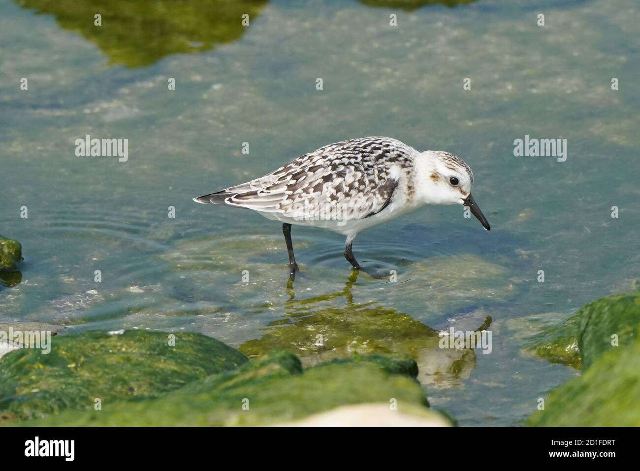 Sanderlinge Fütterung und Fliegen auf felsigen Küste Stockfoto