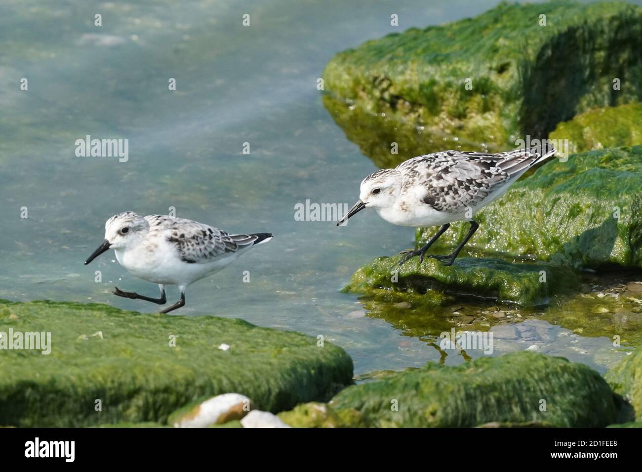 Sanderlinge Fütterung und Fliegen auf felsigen Küste Stockfoto