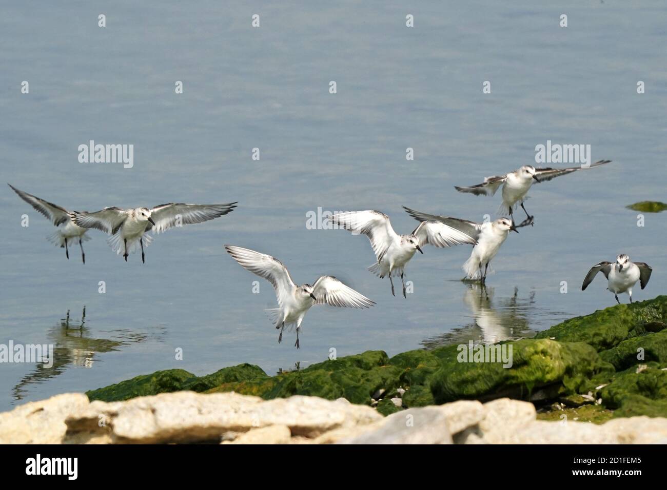 Sanderlinge Fütterung und Fliegen auf felsigen Küste Stockfoto