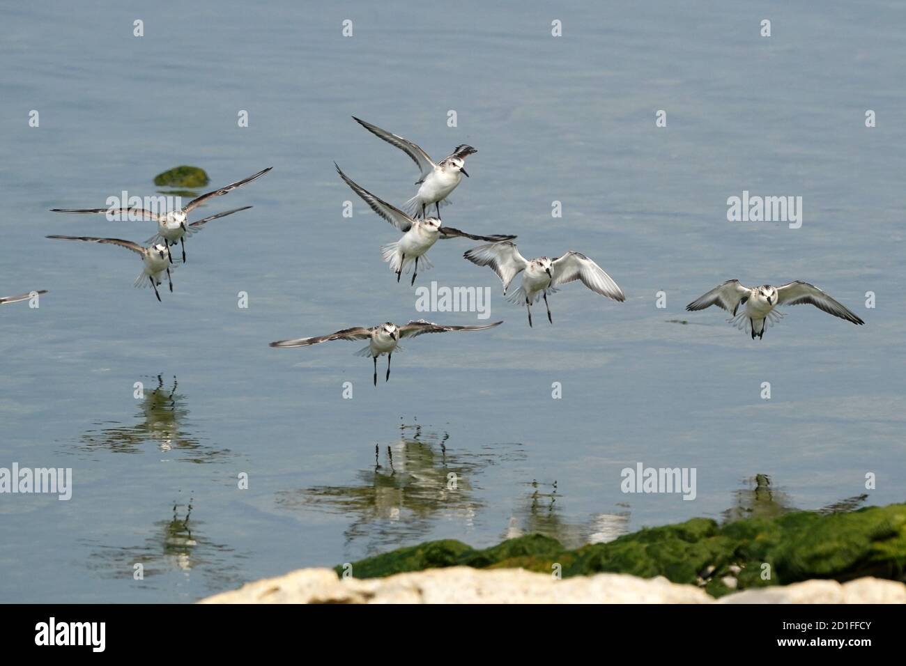 Sanderlinge Fütterung und Fliegen auf felsigen Küste Stockfoto