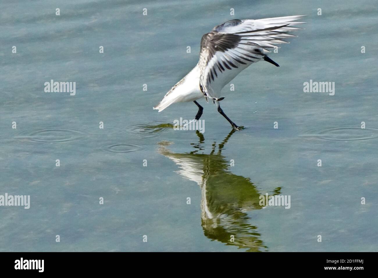 Sanderlinge Fütterung und Fliegen auf felsigen Küste Stockfoto