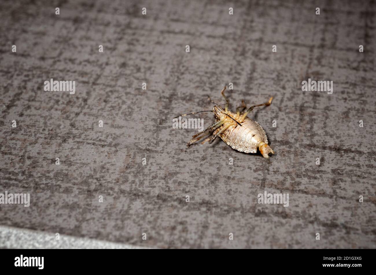 Große tote Käfer auf dem Rücken. Konzept für Entomophobie oder Schädlingsbekämpfung. Brauner marmorierter Stinkwanze (BMSB). Es ist eine invasive Art, oder ein Schädling von foreig Stockfoto