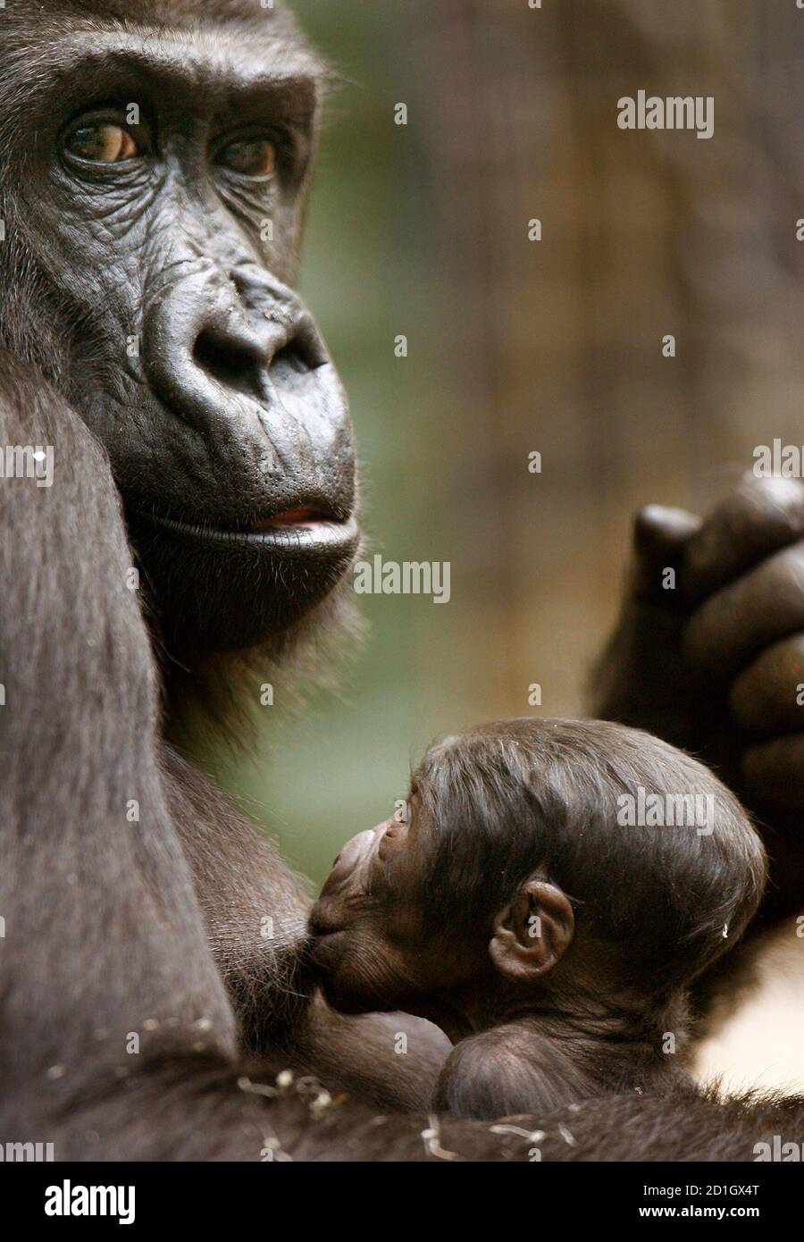 Ein neugeborener Gorilla säugt am 13. März 2007 am Zitzenfleck seiner  Mutter im Amsterdamer Artis Zoo. Geschlecht und Name des Babys sind noch  nicht bekannt. Das Baby ist der Nachkomme von Mutter