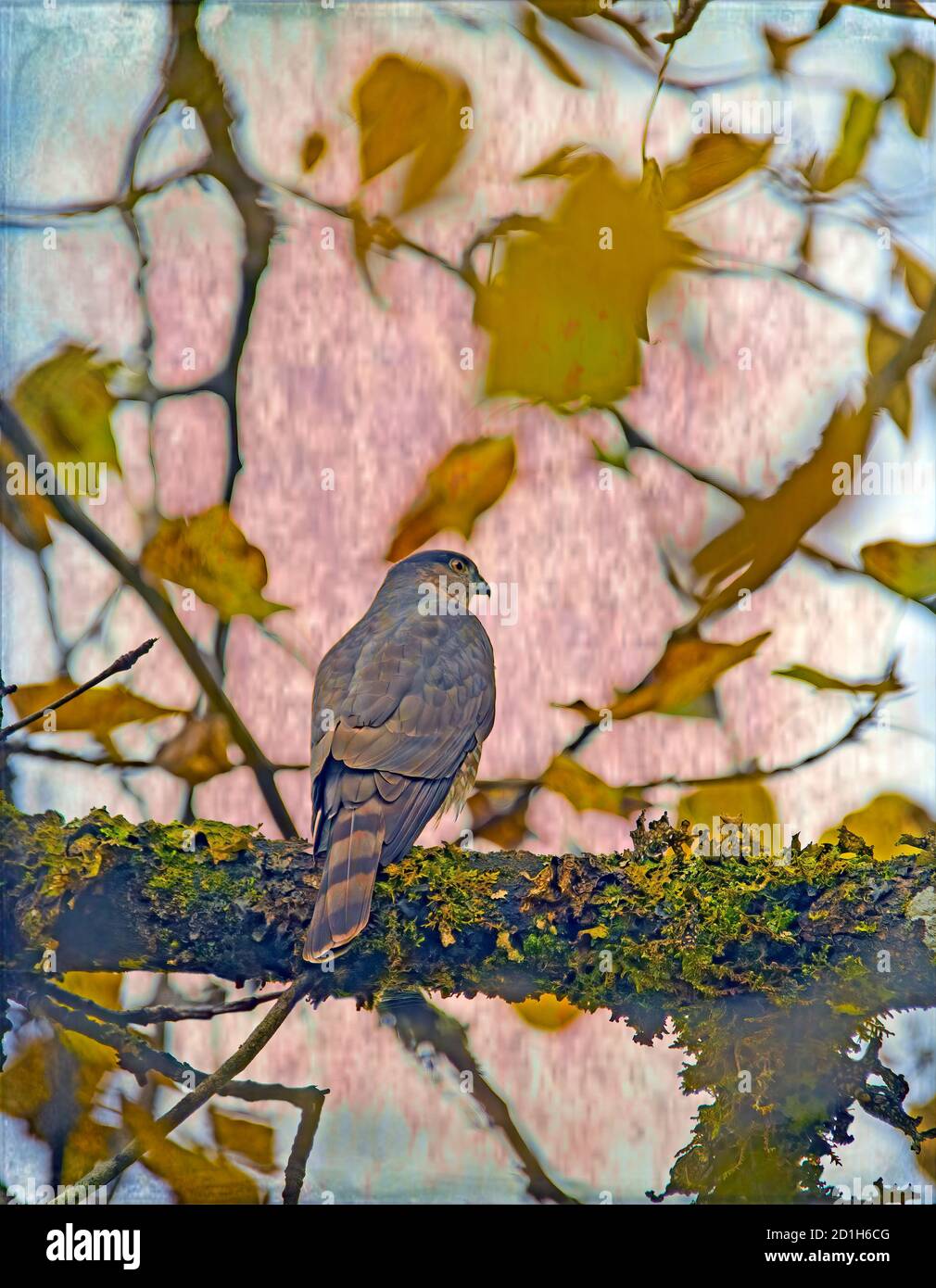 Hawk sitzt auf einem Zweig im Herbst verarbeitet mit Texturen für einen künstlerischen Look. Stockfoto