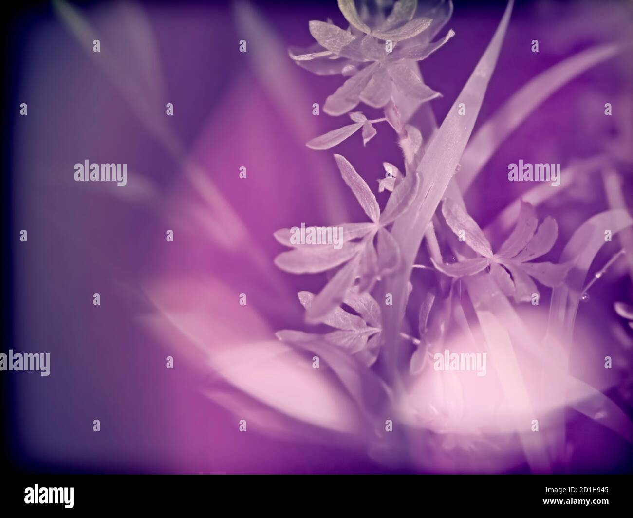Florale rosa und lila Hintergrund Design-Element Stockfoto