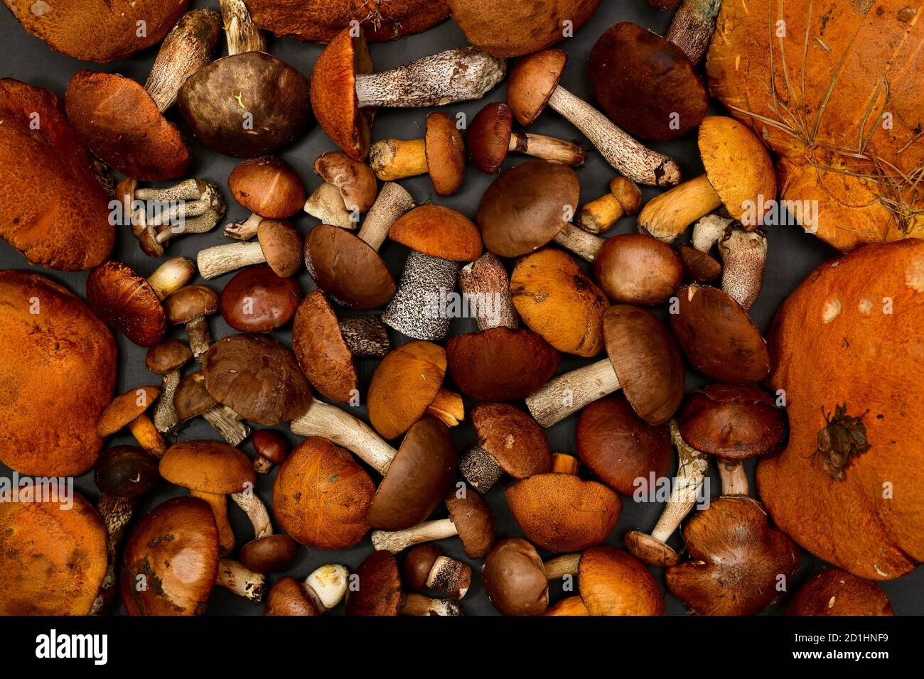Der Hintergrund ist von einem Wald frisch geernteten Pilze in Taiga, braun orange, auf einem grauen matten Substrat. Stockfoto