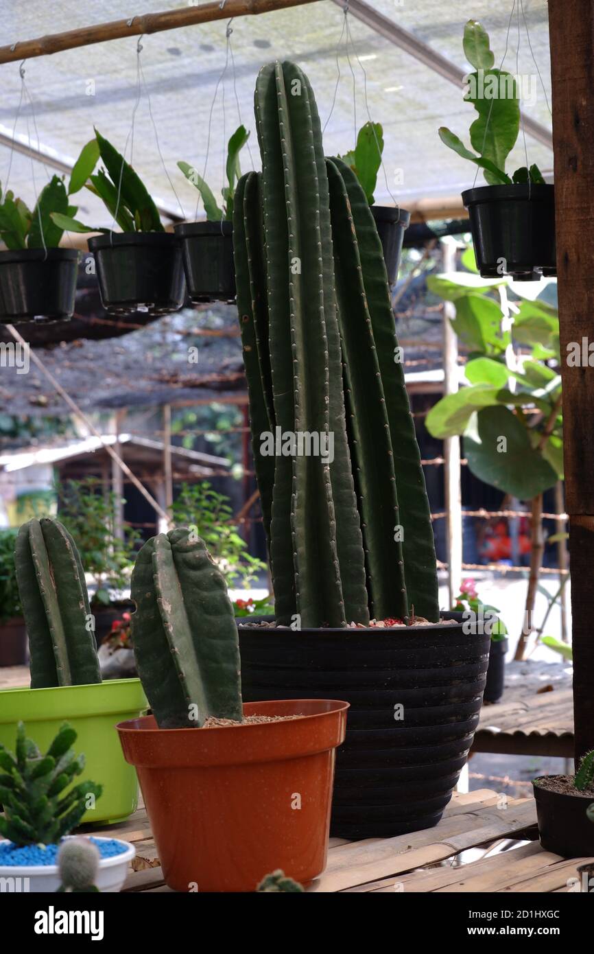 Cowboy Kaktus (cereus peruvianus) ist ein Trend als Wohnkultur und Idol-Pflanze wegen seiner einfachen, länglichen und verzweigten Form, einfache Wartung, min Stockfoto