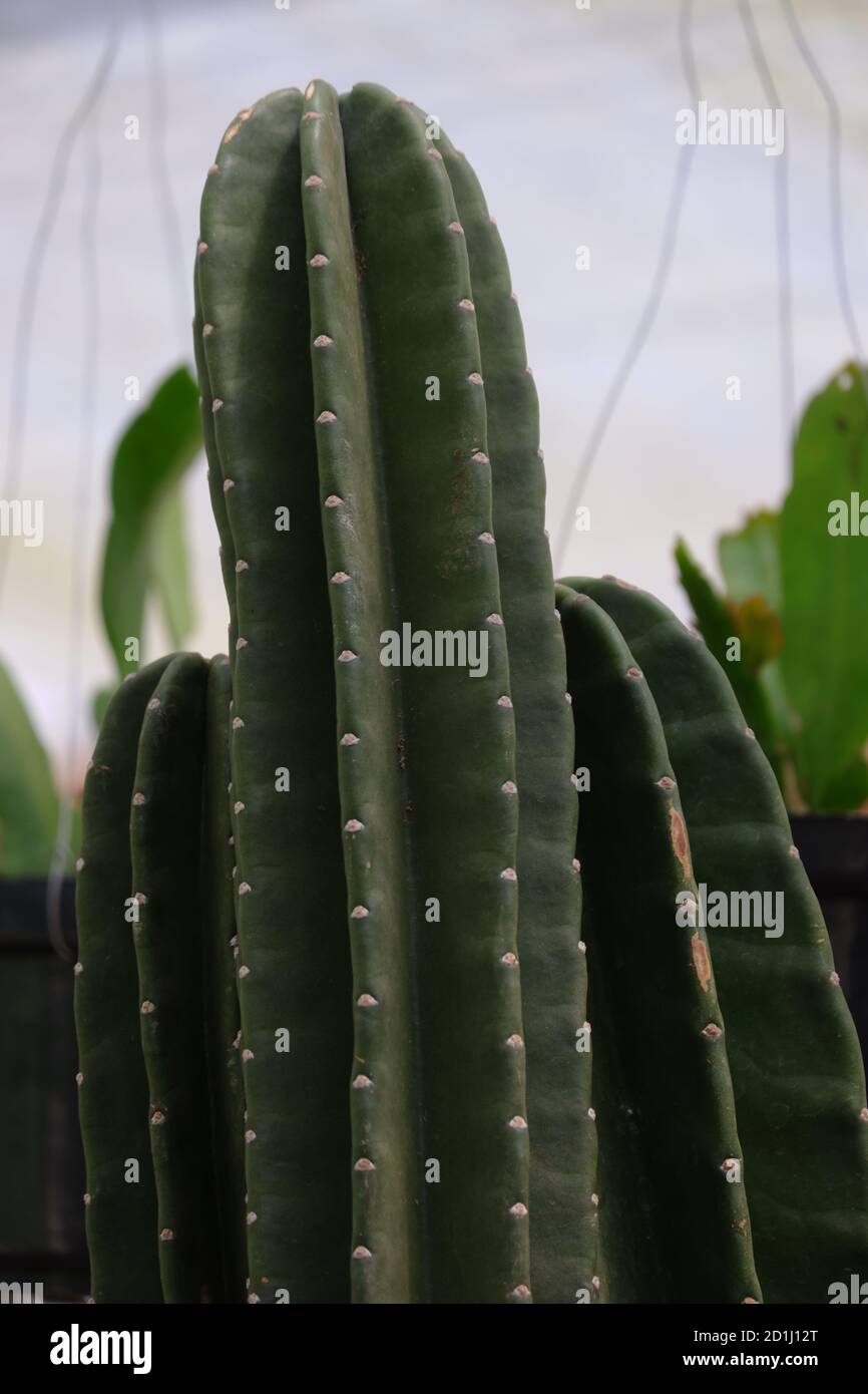 Cowboy Kaktus (cereus peruvianus) ist ein Trend als Wohnkultur und Idol-Pflanze wegen seiner einfachen, länglichen und verzweigten Form, einfache Wartung, min Stockfoto