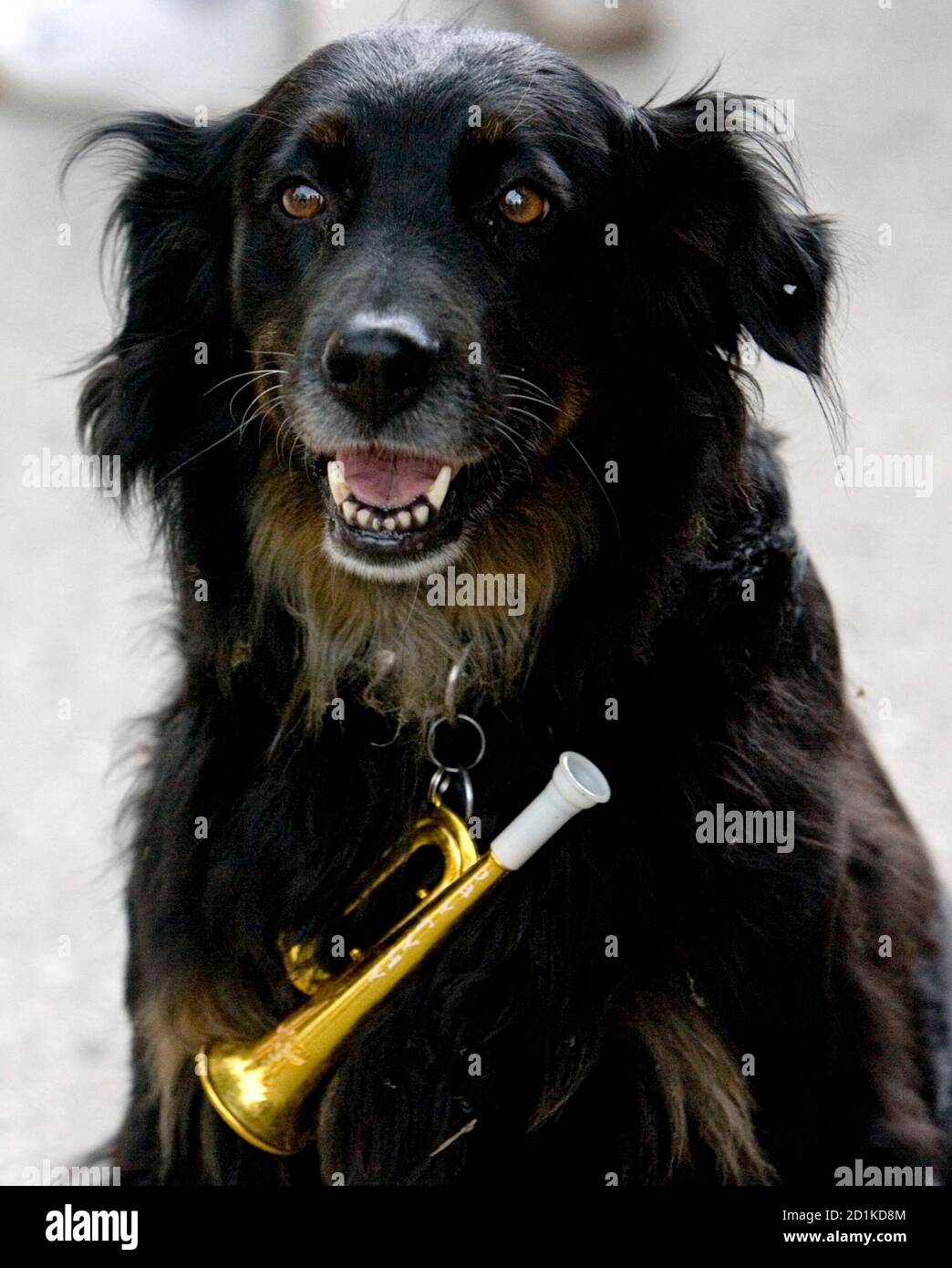 serbische trompete stockfotos und bilder kaufen alamy