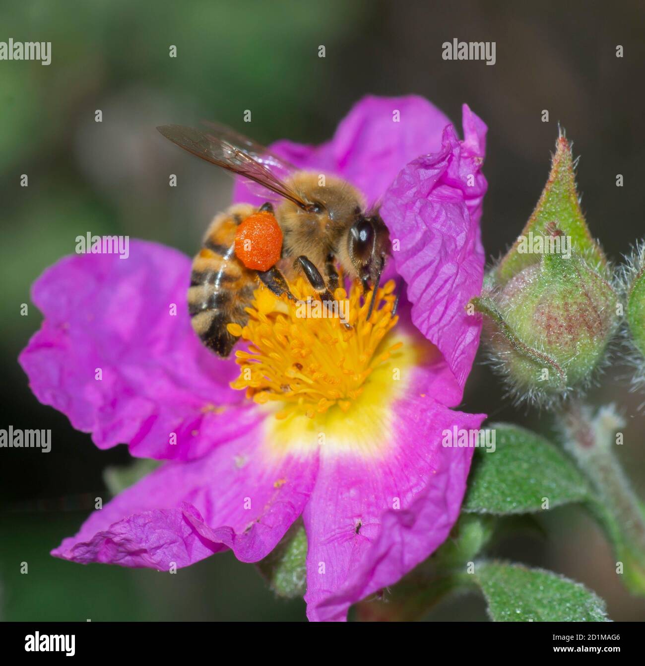 Nahaufnahme der Honigbiene, die auf der Felsenrosenblüte bestäubt Stockfoto