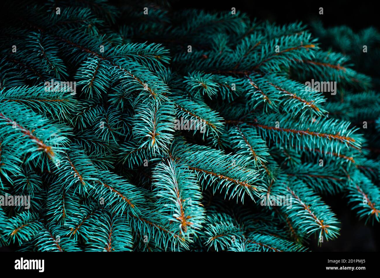 Fichtenzweige aus nächster Nähe. Weihnachtsbaum in der Natur. Schöner Fichtenzweig mit Nadeln. Blaue Fichte. Stockfoto