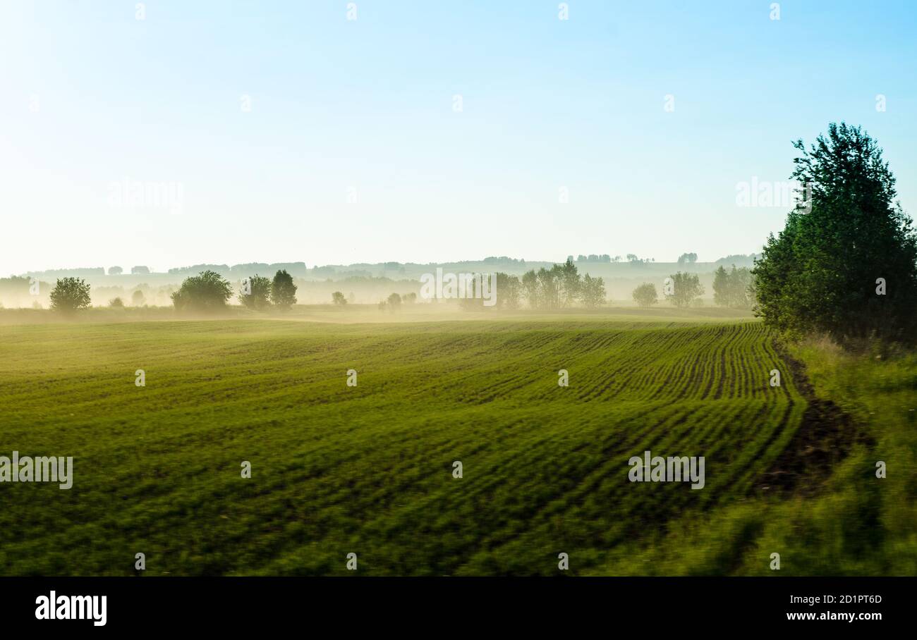 Schöne Landschaft mit Nebel. Ein grünes Feld mit einem hellen Dunst über dem Boden. Ackerland. Sättigungseigene Felder. Weichfokus. Stockfoto