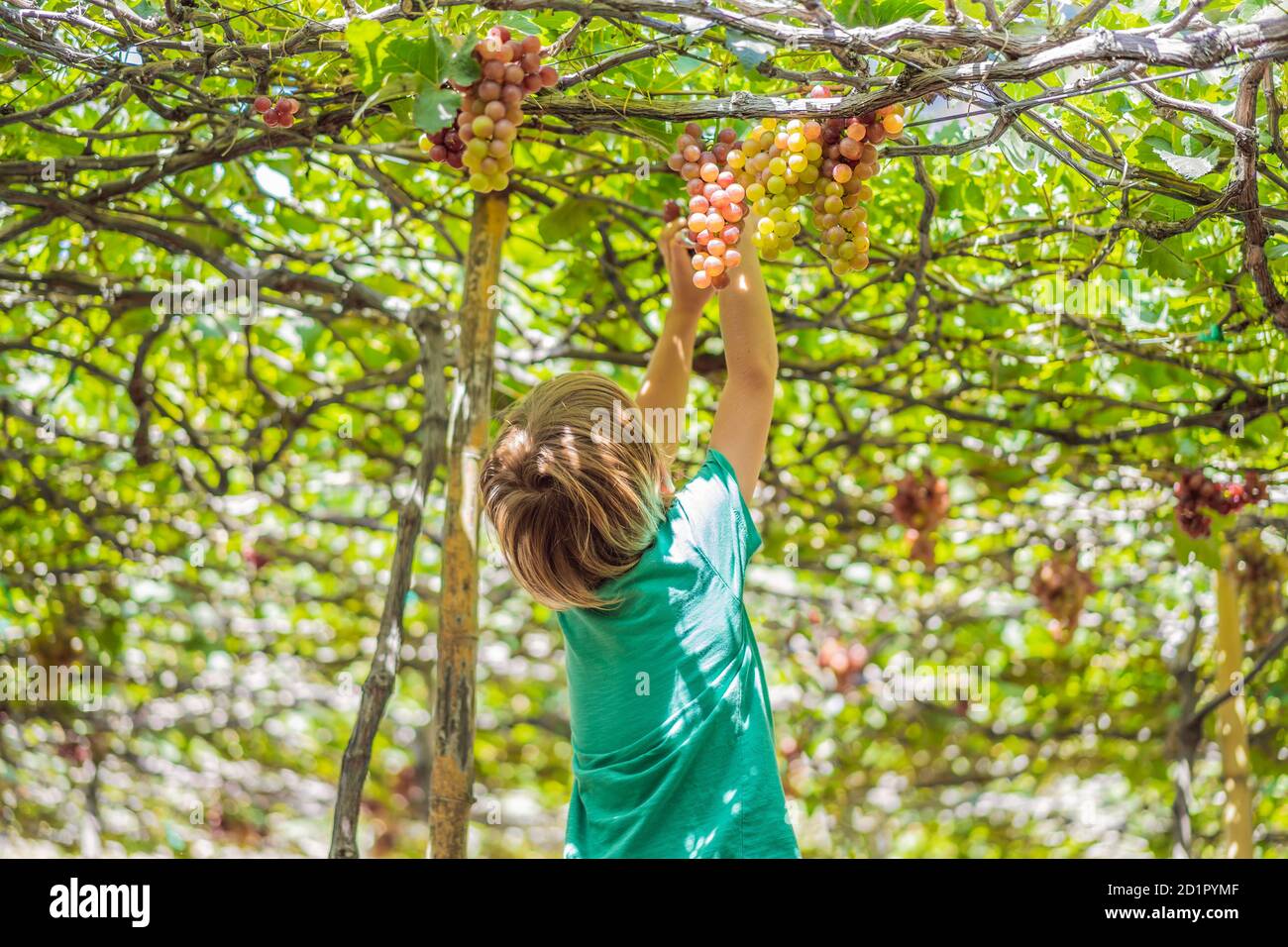 Kind, das im Herbst Trauben von der Weinrebe nimmt. Kleiner Junge im Weinberg. Kampf Lese Trauben Stockfoto