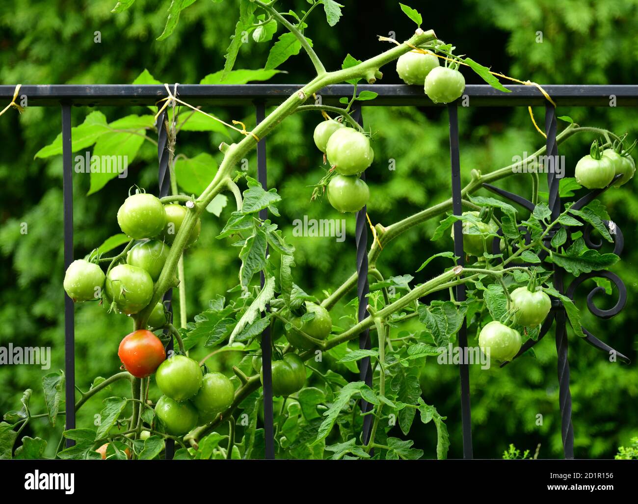 Anbau von Tomaten auf einem Balkon, städtische Landwirtschaft. Europa Stockfoto