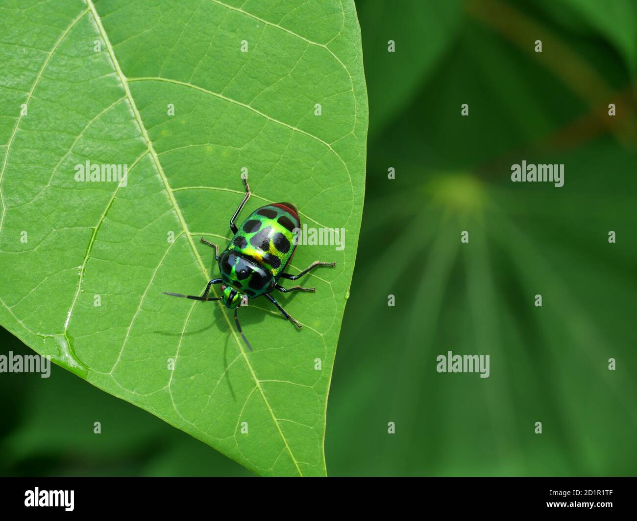 Der Regenbogen Schild Bug auf Blattpflanzenbaum mit natürlichem grünem Hintergrund, wunderschön gefärbte tropische Insekten in Thailand Stockfoto