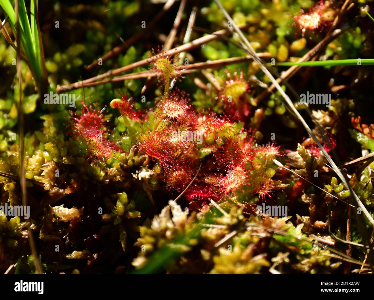 Großer Sonnentau (Drosera anglica, Drosera longifolia) im Torfmoor. Ibmer Moor, Österreich, Europa Stockfoto