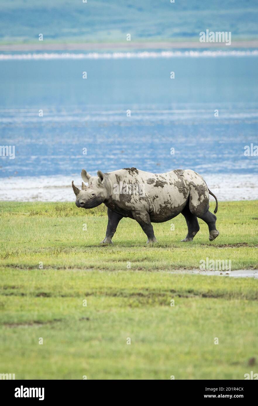 Vertikales Porträt eines schwarzen Nashorns, bedeckt mit Schlamm beim Gehen In Ngorongoro Krater mit Wasser im Hintergrund in Tansania Stockfoto