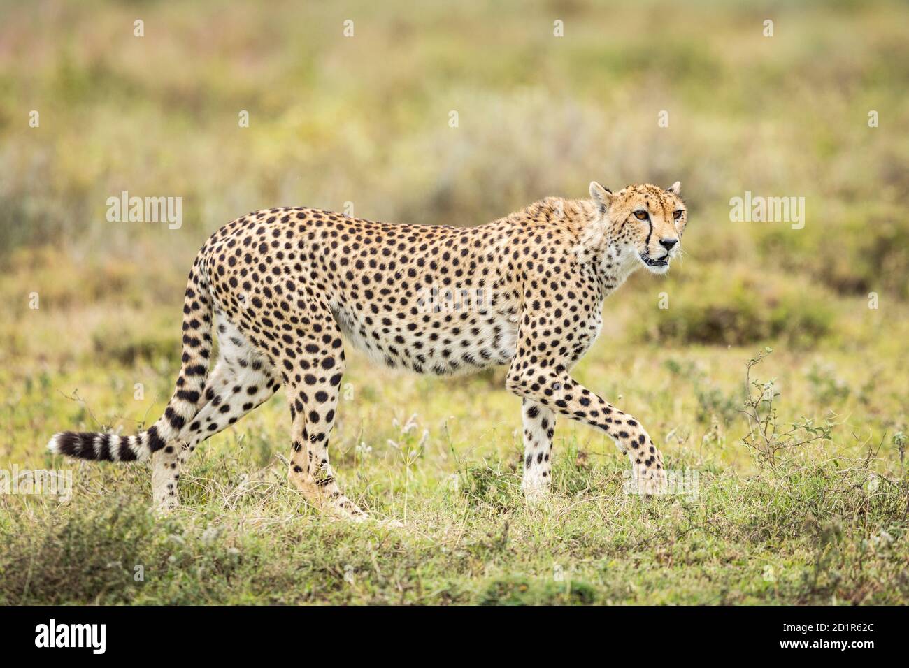 Horizontales Porträt eines Geparden, der im grünen Busch läuft Ndutu Tansania Stockfoto