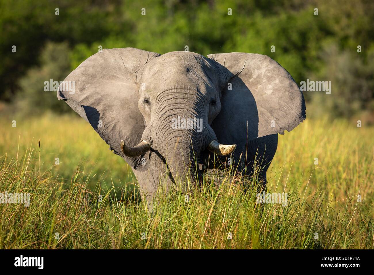 Elefant mit großen Ohren, der im Nachmittagssonne in Richtung Kamera läuft Im Khwai-Fluss im Okavango-Delta in Botswana Stockfoto