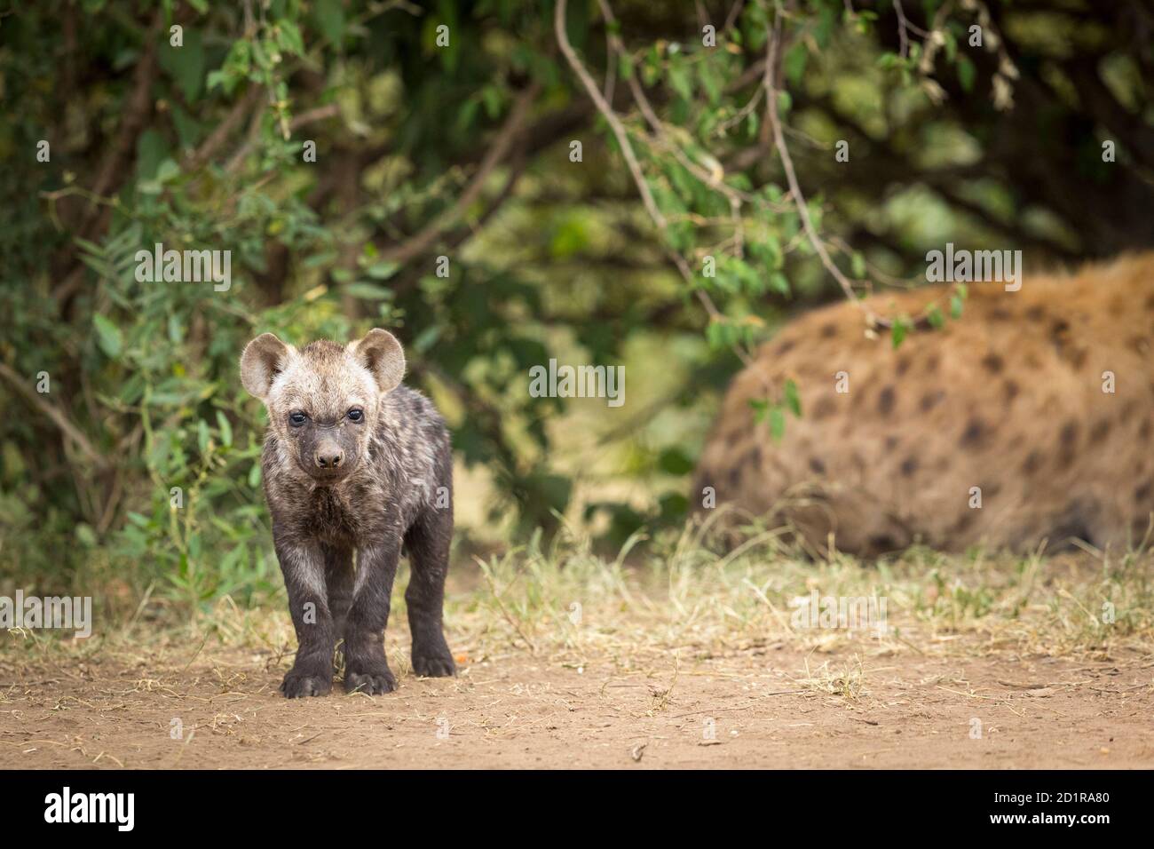 Kleines Hyänen-Junge, das in Masai steht und die Kamera anschaut Mara in Kenia Stockfoto
