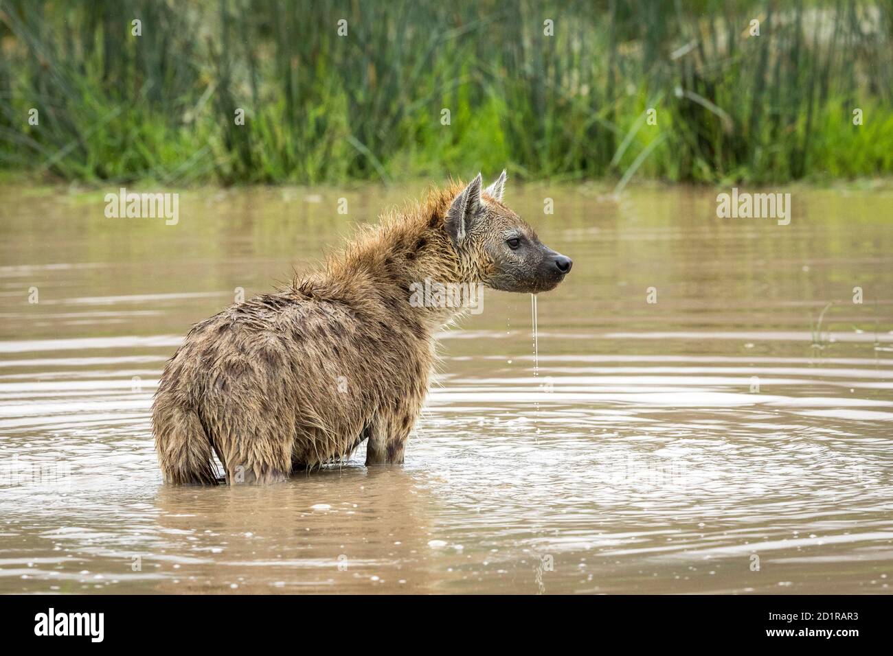 Erwachsene Hyäne im Wasser stehend und wachsam im Ngorongoro Krater In Tansania Stockfoto