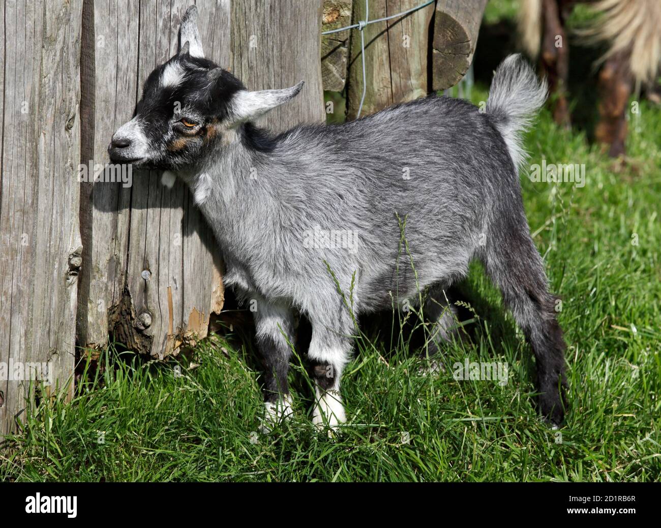 Pygmy Goat Kid Stockfoto