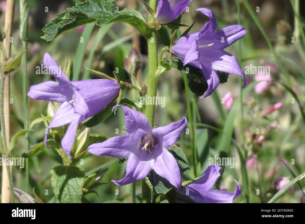 Brennnesselblättrige Glockenblume ( Campanula trachelium ) Im Sommer In Blume Stockfoto